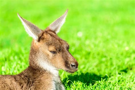 Lazy Australian Kangaroo Stock Photo Image Of Dreaming 72978126