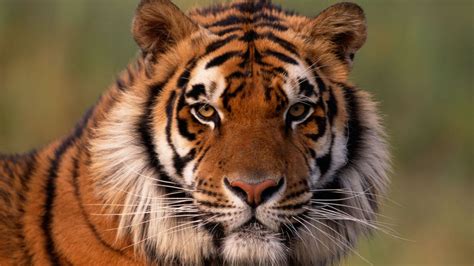 Il possède des rayures verticales noires sur un pelage le tigre est un animal carnivore. 10 curiosidades sobre el tigre - Hogarmania