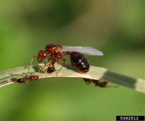 Fire Ants Are Hard To Control Even With Decapitating Flies On The Job