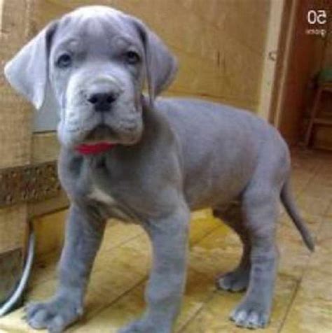 They are thought to have been used as war dogs and were developed to hunt boar. Great Dane Puppies Northern California | PETSIDI
