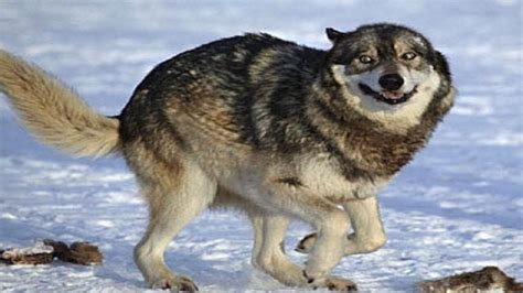 Just Ignore This Funny Wolf Wolf Photos Funny Animals