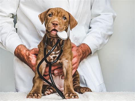 Qualities Of A Reliable Pet Clinic Plaza Veterinary Hospital