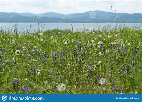 Blooming Glade With Different Meadow Flowers Against The Background Of