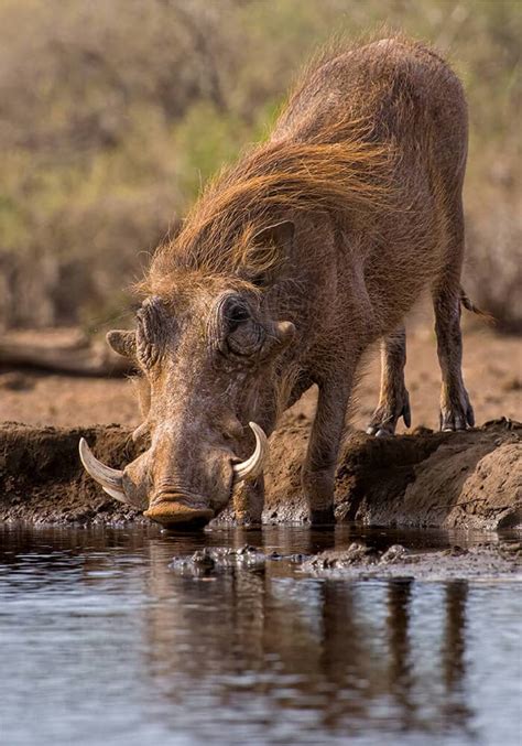 Trophy Hunting Warthog Warthog Hunting In South Africa