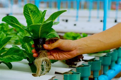 Hydroponic Gardening Faqs What Is It And How Does It Work Laptrinhx News