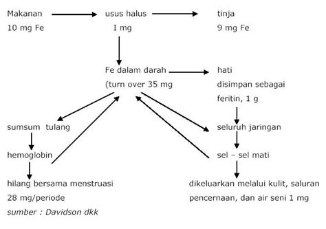 Berfungsi sebagai stor penyimpanan mineral terutamanya kalsium dan fosforus 5.pembentukan sel darah : Marcella: Biokimia fe dan Zn