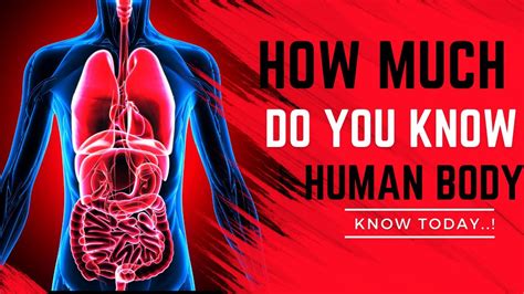 How Well You Know Human Body 28 Questions About Human Body Youtube