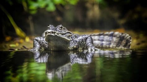Here you can find the best crocodile wallpapers uploaded by our community. 14 Crocodile Wallpapers - WallpaperBoat