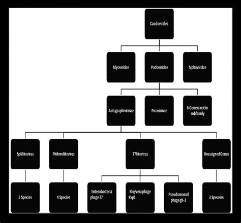 Taxonomy Tree For ―caudovirales Download Scientific Diagram