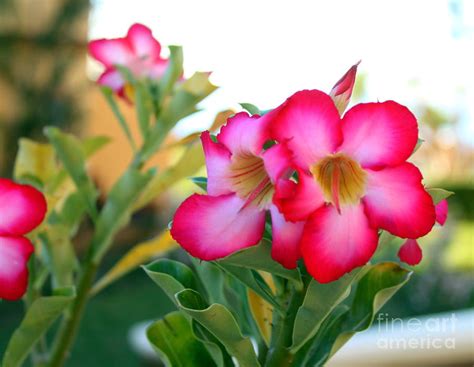 Tropical Pink Flowers Photograph By Charlene Cox Fine Art America