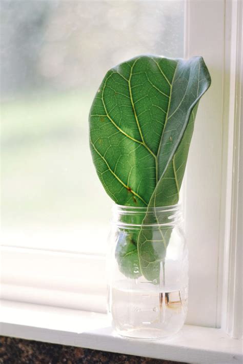 Adverse reactions to ingestion include oral irritation, excessive drooling, vomiting and difficulty swallowing. leafy the fiddle leaf fig: cat proofing, leaf rooting, and ...