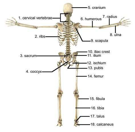 Lower Back Bones Diagram Muscles And Bones The Makeup Of Your Lower