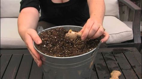 Planting Store Bought Ginger Root Youtube