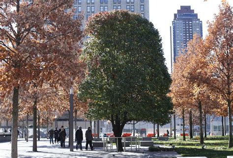 Survivor Tree Represents Resiliency Strength National September 11