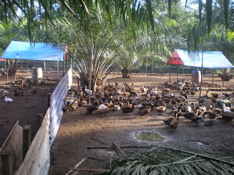 Ada juga yang lain seperti pempek lenjer, pempek bulat (atau terkenal dengan nama ada'an), pempek kulit ikan, pempek pistel (berisi irisan pepaya muda rebus yang sudah ditumis dan dibumbui), pempek telur kecil, dan pempek keriting. AYAM KAMPUNG KLUANG: YOT FARM: PROJEK TERNAKAN ITIK PENELUR
