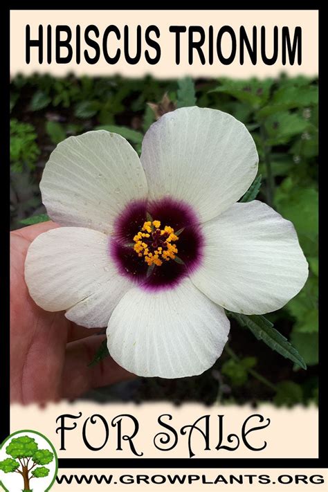 Some ornamental bulbs are planted in the spring, for summer and fall flowers. Hibiscus trionum for sale | Plants, Hibiscus, Easy plants ...