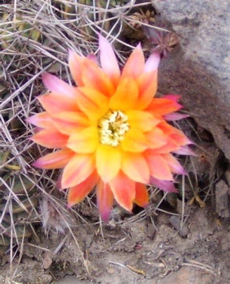 Cactus Flowers Photos Diagrams And Topos Summitpost