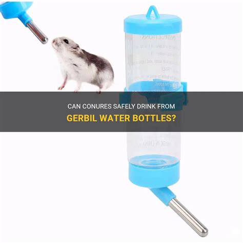 Can Conures Safely Drink From Gerbil Water Bottles Petshun