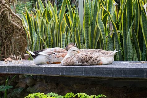 Ducks Sleeping On Rock Slab Head Tucked Under Wing Stock Image Image
