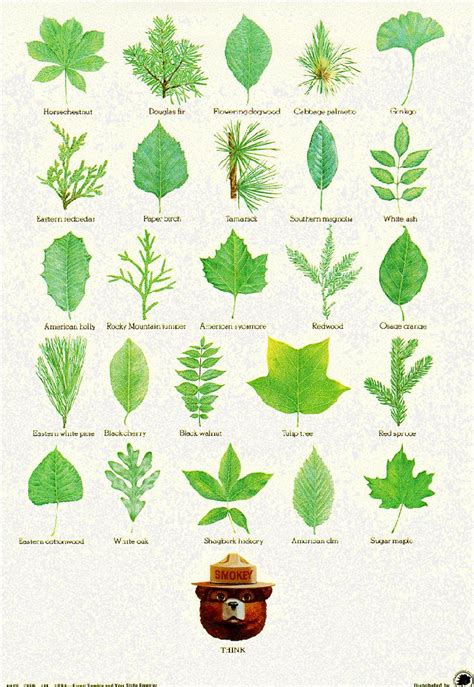 Identification Chart Wisconsin Tree Leaves
