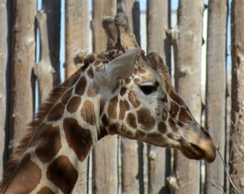 Giraffe Africa Abq Biopark Zoo Elevation Is 4950 Fee Flickr