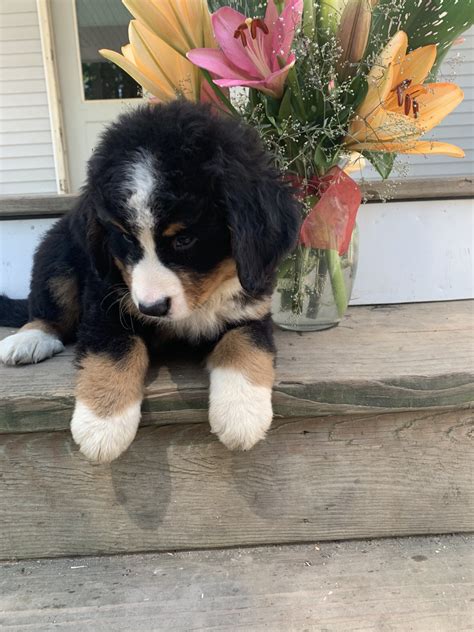 Bernese Mountain Dog Puppies For Sale Fort Plain Ny 331969