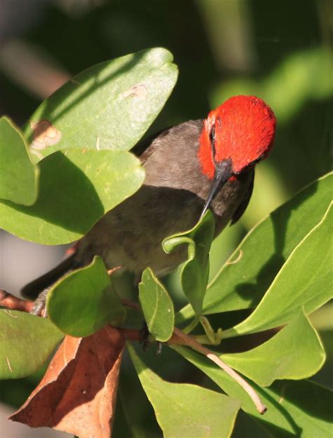 Red Headed Honeyeater Birds In Backyards