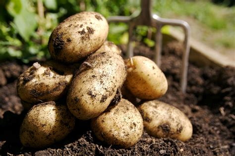 10 Root Vegetables You Can Successfully Grow