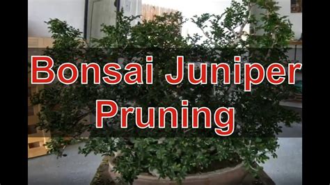 In the springtime, it's easier to see when working with the tree, be careful not to cut the new growth growing from the junctions. How to Prune a Juniper Bonsai Tree for beginners - YouTube