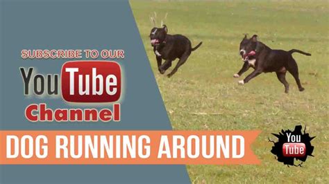 Dog Running Around Thailand Youtube