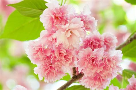 Sakura Flor De Cerezo En Primavera Imagen De Archivo Imagen De