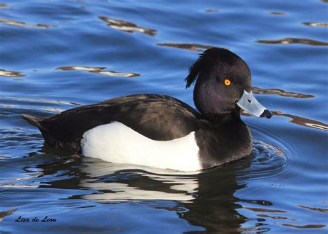 Birding With Lisa De Leon Tufted Ducks Our Winter Treasure