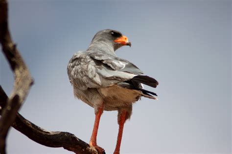 Photo Essay Birds Of Southern Africa Venturesome Overland