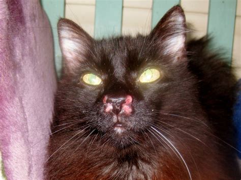 Sores On My Cats Nose Thecatsite