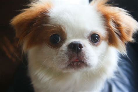 Meet Asia A Petfinder Adoptable Japanese Chin Dog New Boston Nh