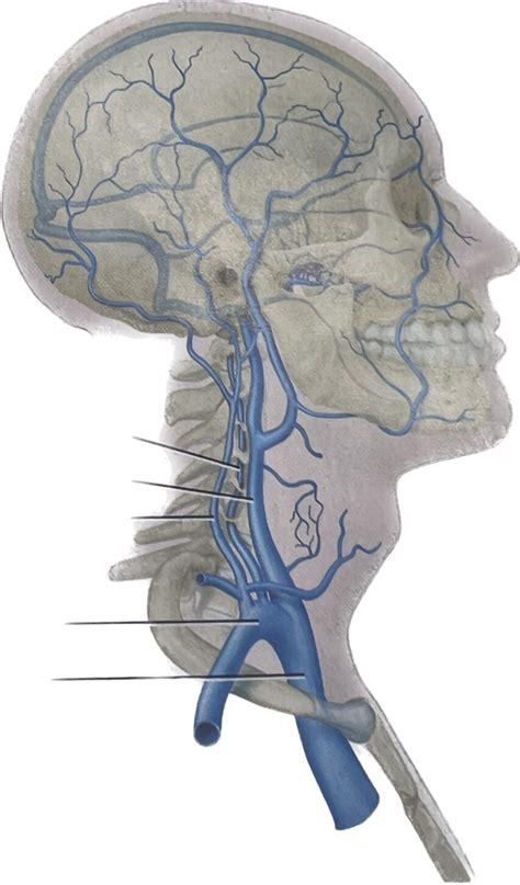 Veins From The Head Diagram Quizlet