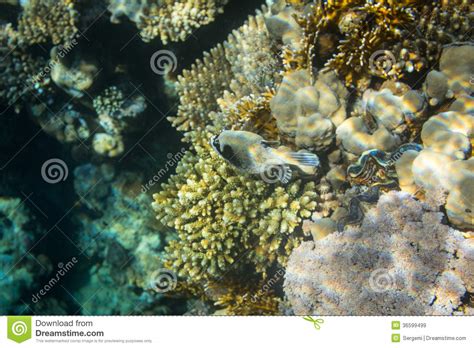 Masked Puffer Stock Image Image Of Fish Egypt Actinopterygii 36599499
