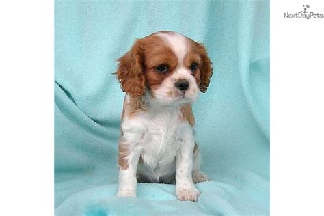 The cavalier king charles spaniel is one of the world's most popular dogs. Cavalier King Charles Spaniel puppy for sale near ...