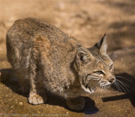 Bobcat Tucson Arizona Photos By Ron Niebrugge