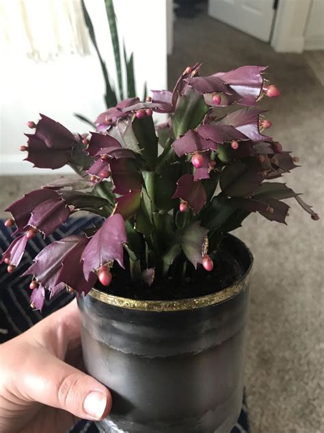 There are two main tricks to get your christmas cactus or thanksgiving cactus to you'll be surprised how quickly plants respond to proper care! Why does my Christmas Cactus have purple segments? Also ...