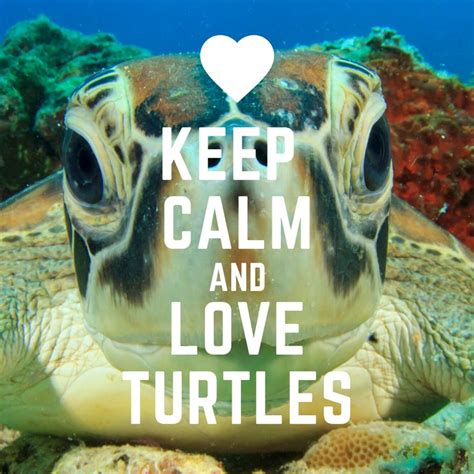 Turtle Tuesday In 2020 Turtle Keep Calm And Love Calm