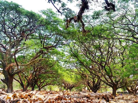 Bila berada dihutan basah, mungkin kebetulan untuk membuat api ditengah hutan basah agak sedikit rumit. WOW, ADA TAMAN HUTAN DI TENGAH KOTA MADIUN