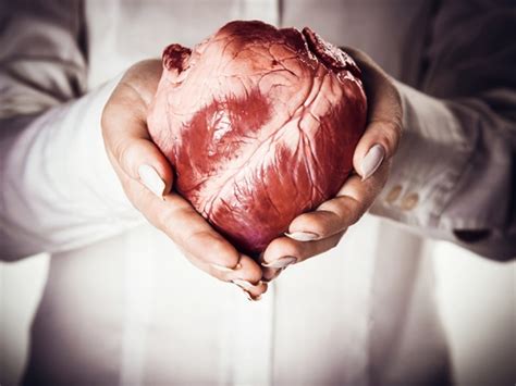 12 Incredible Facts About The Human Heart Healthy Living