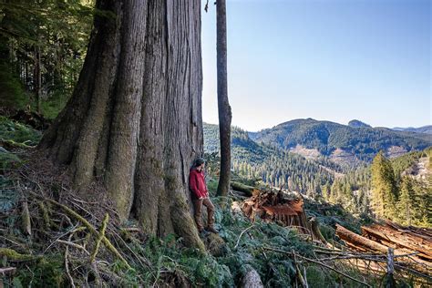 Bcs Old Growth Forest Announcement Wont Actually Slow