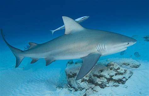 Free Download Bull Shark Images 14956 Hd Wallpapers In Animals
