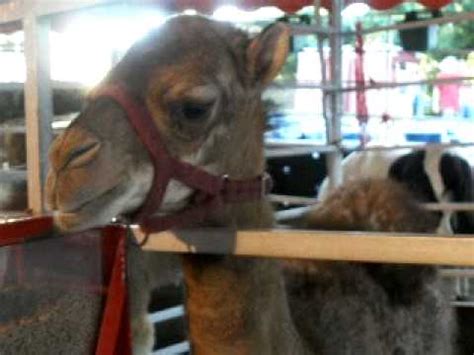 Which european country replaced the tolar with the euro? The Most Annoying Camel Sound Ever - YouTube