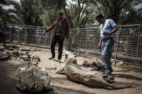 Gaza Zoo Mummies Gaza Strip Zoo Animals Among Victims Of Conflict