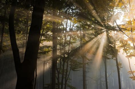 Sun Rays In The Forest Stock Image Image Of Forest Warm 16471225