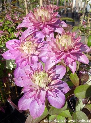 We did not find results for: Clematis 'Kaiser' BLUSHING BRIDESMAID - Havlis.cz