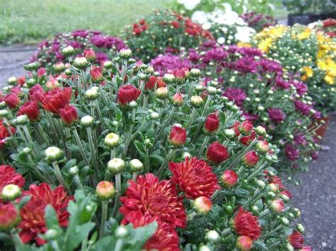 Nov 28, 2018 · the best time for buying and planting your knock out rose is between late winter and early spring, which gives its roots a chance to get established in the landscape before flowering begins and. When to Plant Garden Mums | HGTV